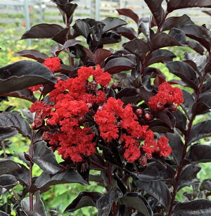 サルスベリ 百日紅 ブラックパール レッド 赤花 株立ち 苗木 樹高1 3m 23 千草園芸 楽天 通販 Kosmoon
