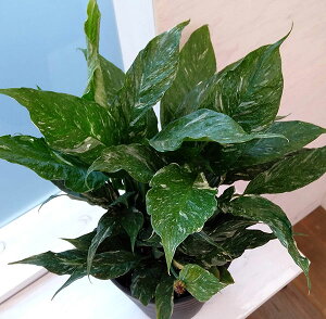 観葉植物 スパティフィラム ダイヤモンド スパティフィラム斑入り 7号 園芸ネット プラス 楽天 通販 Kosmoon